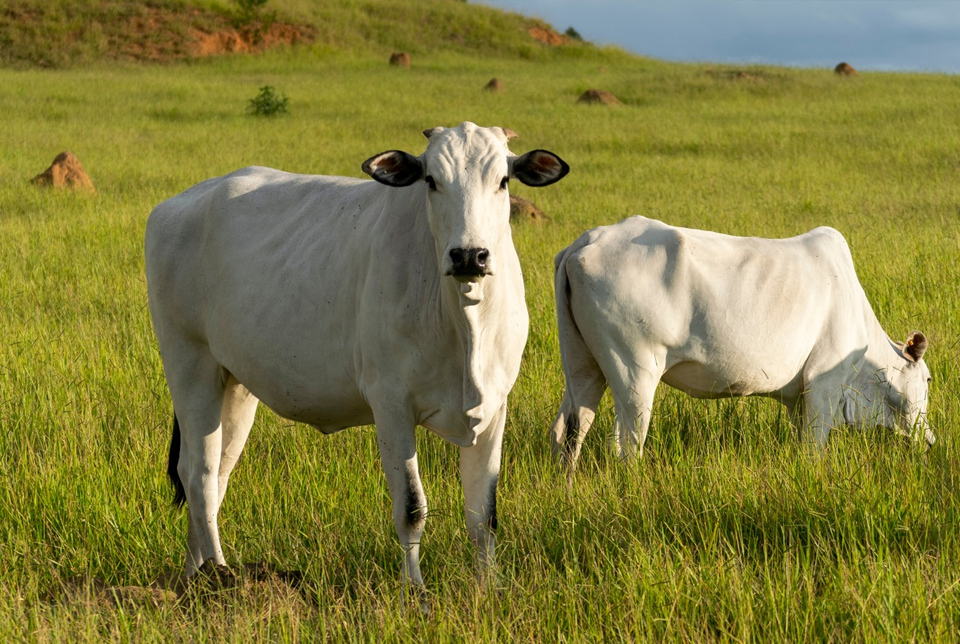 L-Cysteine is a sulfur-containing, semi-essential amino acid that plays a vital role in numerous biological functions in both humans and animals. In the context of the livestock industry, L-Cysteine has gained increasing attention for its functional and nutritional benefits, particularly in promoting animal health, enhancing feed efficiency, improving meat quality, and supporting overall productivity. One of the primary functions of L-Cysteine in animal nutrition is its role in protein synthesis. As a building block of proteins, L-Cysteine is essential for the growth and maintenance of muscle tissue. It is also a precursor to important biological compounds such as glutathione, one of the most powerful endogenous antioxidants. Glutathione helps neutralize harmful free radicals, detoxify the liver, and protect animal cells from oxidative stress, which is particularly important in intensive livestock farming environments where animals are exposed to various stressors.